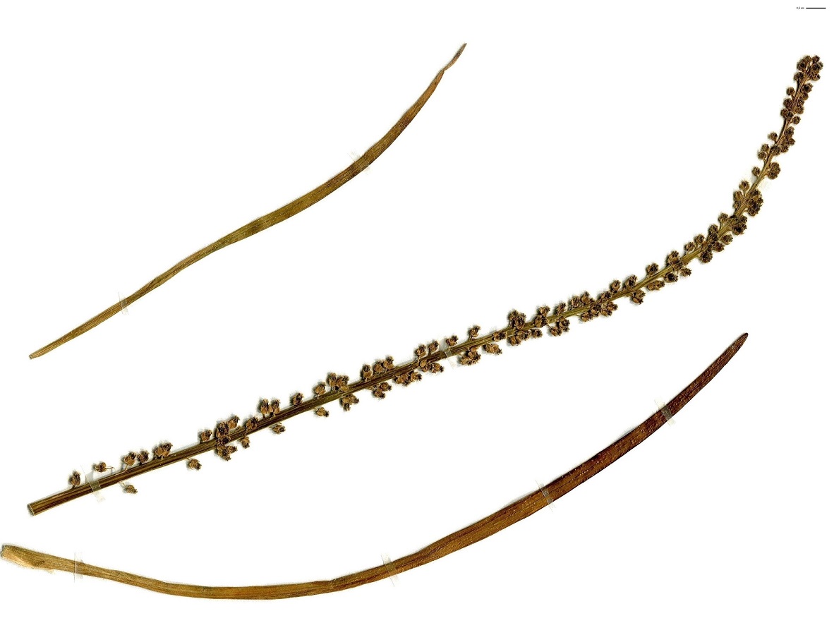 Triglochin maritima (Juncaginaceae)